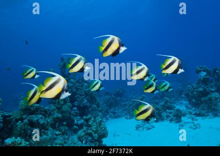 Shoal di Bannerfish del Mar Rosso (Heniochus intermedius), Shaab Claudio, Mar Rosso, Egitto Foto Stock