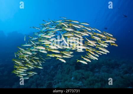 Sciame di triglia di pinna gialla (Mulloidichthys vanicolensis), San Giovanni, Mar Rosso, Egitto Foto Stock