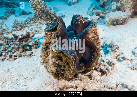 Clam gigante su fondo sabbioso (Tridacna squamosa), Marsa Alam, Mar Rosso, Egitto Foto Stock