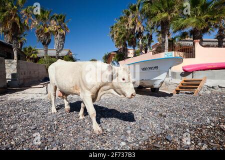 Bestiame sulla spiaggia di Cabo Pulmo, Cabo Pulmo National Park, Baja California sur, Messico Foto Stock