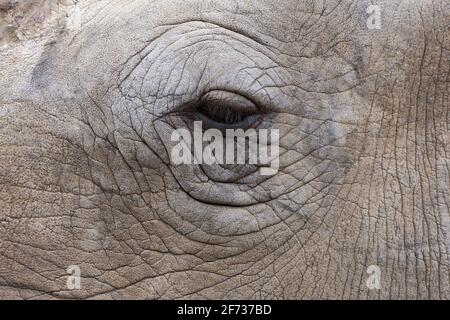 Rinoceronte bianco (Ceratotherium simum), Namibia Foto Stock