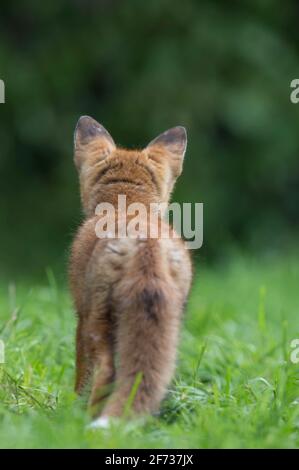 Volpe rossa (Vulpes vulpes) , giovane animale, bassa Sassonia, Germania Foto Stock