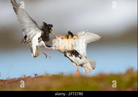 Ruff (Philomachus pugnax) sulla terra di accoppiamento, Penisola di Varanger, Norvegia Foto Stock