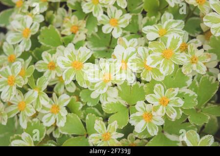 Fiori verde e giallo di Helleborus alstifolius in primavera. Foto Stock