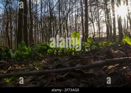 Bruxelles - Belgio - 27 marzo 2021 : la foresta di Laerbeek è una faggeta di 33 ettari situata a Jette, a nord-ovest di Bruxelles. Appartiene alla CA di Bruxelles Foto Stock