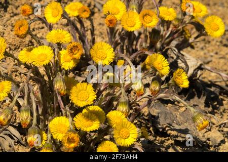 Comune campo di piede di collina Tussilago farfarara fioritura su terreni argillosi in primavera, fiori Foto Stock