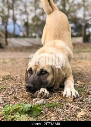 Famoso cane di Sivas Kangal, di 5 mesi, cucciolo femminile in Turchia Foto Stock