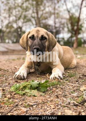 Famoso cane di Sivas Kangal, di 5 mesi, cucciolo femminile in Turchia Foto Stock