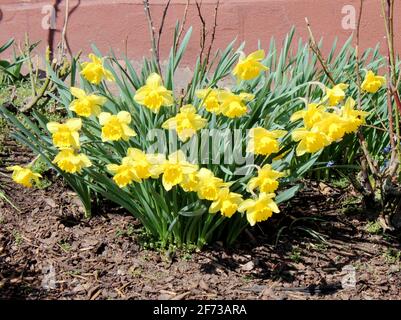 Vista di molti pseudonarcisi di Narcissus, comunemente noto come giglio selvatico o giglio di Quaresima, è una pianta di fioritura perenne Foto Stock