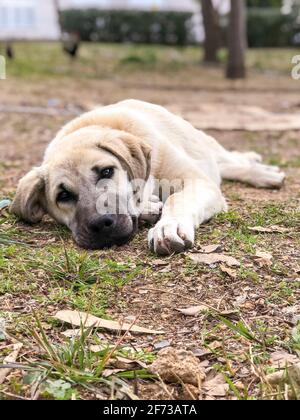 Famoso cane di Sivas Kangal, di 5 mesi, cucciolo femminile in Turchia Foto Stock