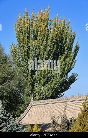 Aspen cinese albero-Discipline Classiche Buddiste-Sutras Exhibition Hall-DafoSi Grande Tempio Buddha. Zhangye-Gansu-Cina-1268 Foto Stock