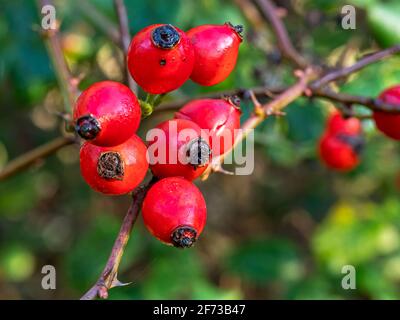 Closeup di rose rosse in inverno Foto Stock