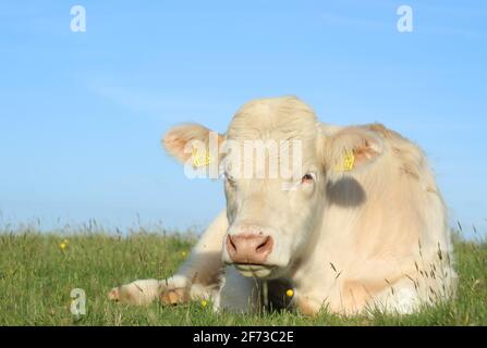 Bovini: Torello di razza Charolais giacente su erba in campo su terreni agricoli in Irlanda rurale durante l'estate Foto Stock