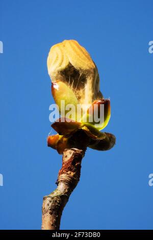 Cavallo castagno germoglio su sfondo blu Foto Stock