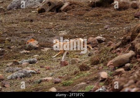 Lupo etiope (Canis simensis) adulto che corre sulla brughiera Bale Mountains NP, Etiopia Aprile Foto Stock