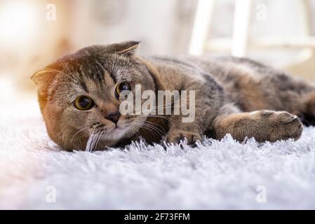 Un bel gatto marrone ben curato si trova su un tappeto leggero e morbido. L'animale domestico sta riposando a casa. Scottish Fold Cat guarda nella cornice. Il gatto giace Foto Stock
