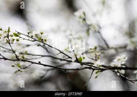 Immagine della profondità di campo poco profonda (fuoco selettivo) con fiori di un albero di mela in fiore durante una serata di primavera. Foto Stock