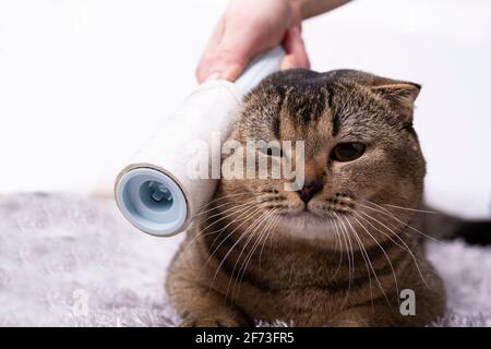 Spazzolando un gatto marrone con un pettine a casa. Donna si prende cura di animali domestici rimuovendo i capelli mentre si siede sul pavimento. Animali puliti Foto Stock