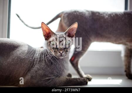 Gatto divertente seduto sul davanzale della finestra. Una bella sfinge grigio gatti. Messa a fuoco selettiva con profondità di campo ridotta Foto Stock