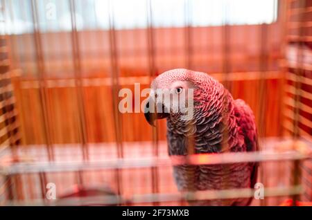 Immagine closeup del pappagallo grigio da dietro la cella. Psittacus erithacus, conosciuto anche come pappagallo grigio del Congo o pappagallo grigio africano, è un pappagallo del Vecchio mondo Foto Stock