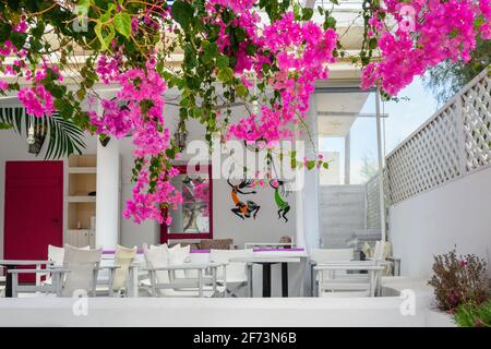 Antiparos, Grecia - 28 settembre 2020: Ristorante greco decorato con fiori bouganville sull'isola di Antiparos. CICLADI, Grecia Foto Stock