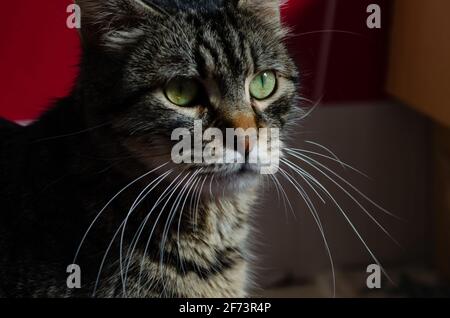 Carino gatto femminile guardando al sole Foto Stock