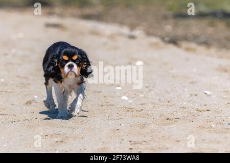 Un cavalier cane re charles, un cucciolo carino che corre sulla spiaggia Foto Stock