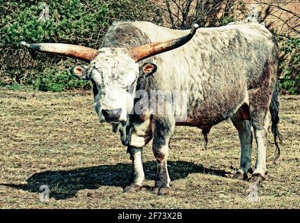 Bestiame bianco-grigio longhorn in piedi in un prato Foto Stock