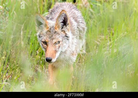 Coyote situato nel territorio di Yukon, Canada. Foto Stock