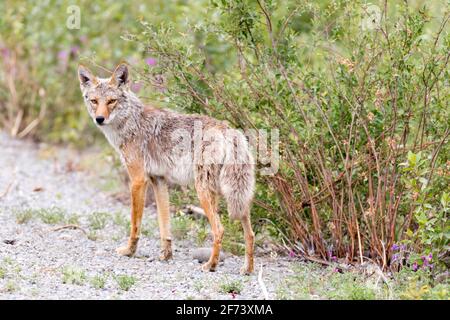 Coyote situato nel territorio di Yukon, Canada. Foto Stock