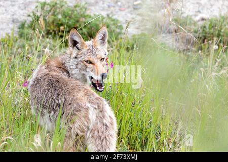 Coyote situato nel territorio di Yukon, Canada. Foto Stock