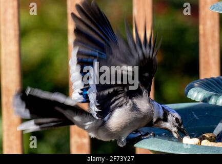 Bluejay si tuffa giù sulla fontana per una arachidi Foto Stock