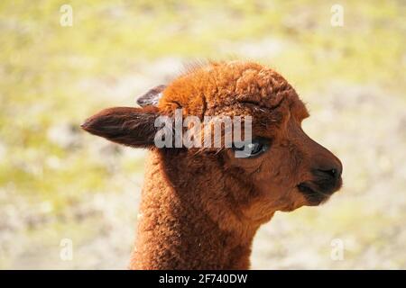 Alpaca giovane con pelliccia marrone. Vicogna pacos Foto Stock