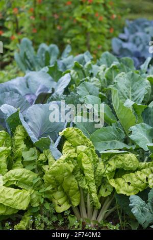 Foglie di varie piante di cavolo (brassici) in un terreno da giardino fatto in casa. Cerotto vegetale con bietole (mangold), brassica, kohlrabi e borecole. Rene essere Foto Stock