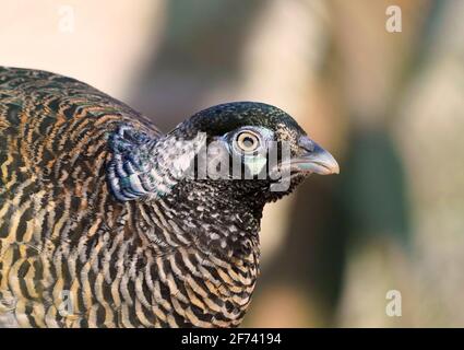 Gallina fagiano in primo piano laterale. Marrone piumaggio bianco di un uccello. Phasianus colchicus Foto Stock