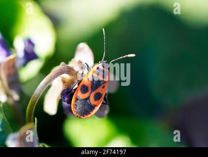 Scarabeo di fuoco, Pyrochroidae siede su una pianta. Macro fotografia di insetti. Retro nero rosso. Foto Stock