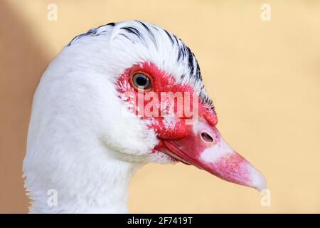Primo piano laterale di un'oca con piumaggio bianco. Ritratto di un uccello. Foto Stock