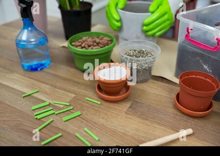 Belle piante in vaso e argilla espansa su tavolo di legno a casa. Hobby  coinvolgente Foto stock - Alamy