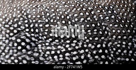 Piumaggio bianco nero di un pollo in primo piano. Sfondo da piume. Foto Stock