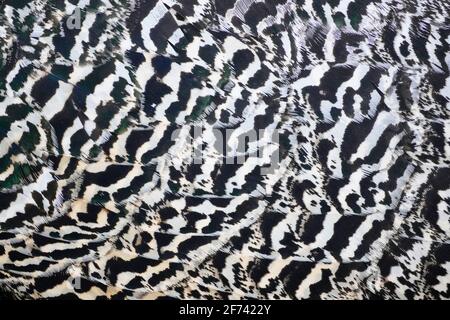 Piumaggio bianco nero di un pollo in primo piano. Sfondo da piume. Foto Stock