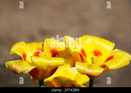 Tulipani gialli aperti in primo piano Foto Stock