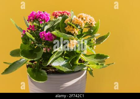 Bellissimi fiori kalanhoe su sfondo giallo. Foto Stock