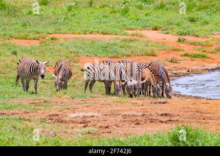 Gruppo di zebre di Grevy si trova vicino allo stagno. Si tratta di una foto della fauna selvatica in Africa, Kenya, Tsavo East National Park. È una bella giornata. Foto Stock