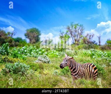 La zebra di Grevy si erge nell'erba alta e si stacca la lingua. È una foto della fauna selvatica in Africa, Kenya, Tsavo East National Park. È una bella Foto Stock