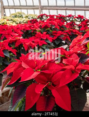 Poinsettias in vendita in un negozio di fiori a Templeton, Massachusetts Foto Stock