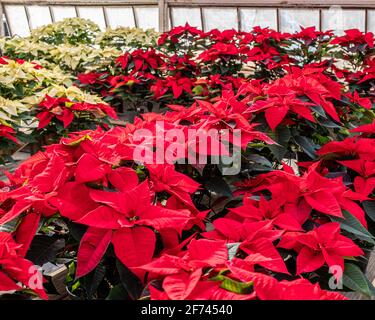 Poinsettias in vendita in un negozio di fiori a Templeton, Massachusetts Foto Stock