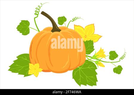 Zucca matura disegnata a mano e fiori isolati su uno sfondo bianco. Illustrazione vettoriale della zucca per banner autunnale, ringraziamento, ricette, menu Illustrazione Vettoriale