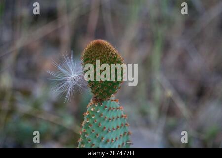Cactus Angels ali, opuntia Prickly pere, microdasys. Piante Foto Stock