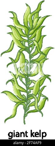 Alghe Giant kelp stile cartoon con illustrazione del nome Illustrazione Vettoriale