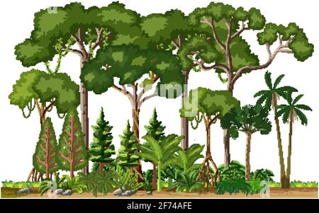 Insieme di diversi alberi della foresta pluviale su illustrazione di sfondo bianco Illustrazione Vettoriale